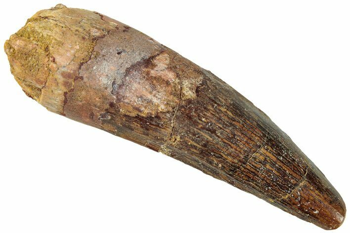 Fossil Spinosaurus Tooth - Real Dinosaur Tooth #311771